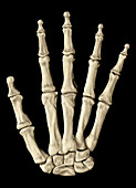 Hand Bones, 3D Model