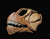 Camarasaurus dinosaur skull