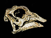 Hypacrosaurus dinosaur skull