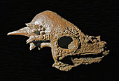Pachycephalosaurus dinosaur skull, sub adult