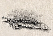 Silkworm, Silk Making in Japan, 1878