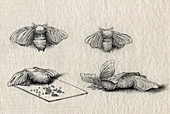 Silkworm Moth, Stages of Reproduction, 1878