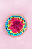 Picornavirus, TEM
