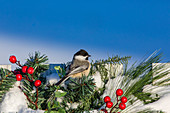 Black-capped chickadee on festive fence