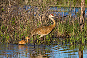 Sandhill cranes