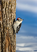 Male downy woodpecker in northern Wisconsin