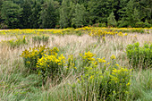 Goldenrod In an Old Meadow