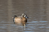 Drake blue-winged teal