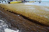 Sargassum accumulation