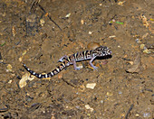 Yucatan banded gecko