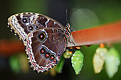 Morpho butterfly farm