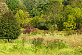 Old Field Habitat