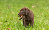 Chocolate Labrador retriever puppy