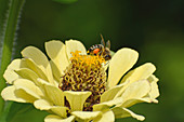 Honeybee at Zinnia