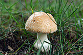 Murrill's Slender Caesar Mushroom