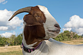 Boer goat wether