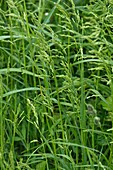 Smooth meadow-grass