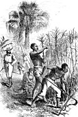 Slavery, Caribbean Sugar Plantation