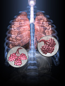 Healthy Lungs, 3D illustration (1 of 3)