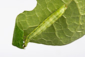 Silver Y moth caterpillar