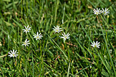 Lesser stitchwort flowers