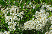 Pyracantha flowers