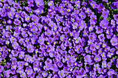 Aubretia flowers