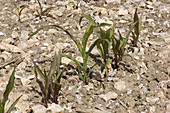 Phosphorus deficiency in Corn