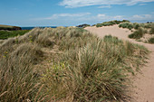 Erosion control on sand dunes