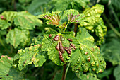 Currant blister aphid damage