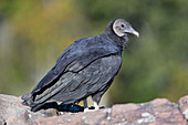 Black Vulture, Coragyps atratus