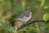 Black-throated Blue Warbler, Dendroica caerulscens