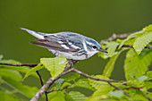 Cerulean Warbler, Dendroica cerulea