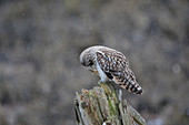 Short-eared Owl, Asio flammeus