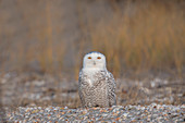 Snowy Owl, Nyctea scandiaca