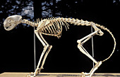 Skeleton of a Domestic Cat