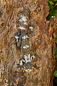 Common Flat-tail Gecko