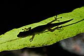 Dwarf Gecko