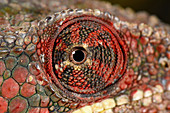 Panther Chameleon eye