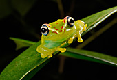 Madagascar Treefrog