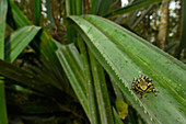 Tsarafidy Madagascar Frog