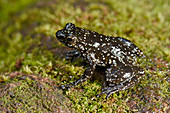 Dumeril's Madagascar Frog