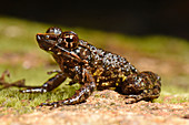 Madagascar Frog