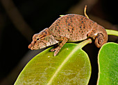 Nose-horned Chameleon