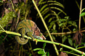 O'Shaughnessy's Chameleon