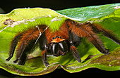 Madagascar Huntsman Spider
