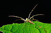 Lynx Spider