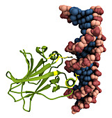 p53 Tumour-Suppressing Protein Bound to a Segment of DNA
