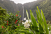 Waipi'o Valley, Hawaii, USA