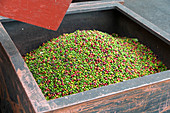 Coffee processing plant, Hawaii, USA